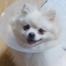 화원연합동물병원 | 망치의 중성화 후기 (화원연합동물병원)