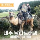 낙타 | 제주 아기랑 낙타트래킹 솔직후기 | 제주투어패스