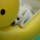 어부바펜션 이미지