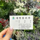 세방플로라
