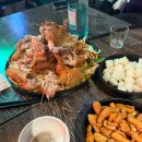 주주애견 이미지