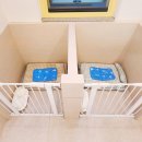 하이멍 애견미용 이미지