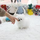 화이트포메라니안 이미지