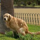 피카소동물병원 이미지