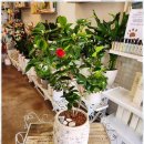 꽃담은 | 성주꽃바구니 꽃을담은시간꽃담 후기: 환상적인 경험