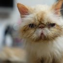 꿈에 동물병원 이미지