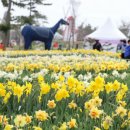 태안군, 수선화 축제 4월 1일 개막!(서산태안신문) 이미지