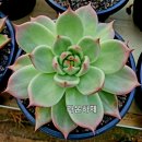 라온하제 이미지