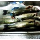 신진도조이 이미지