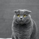 토담스펫 이미지