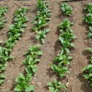 흥성농장 이미지