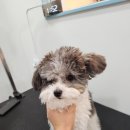 호야애견 이미지