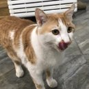 전원초밥 이미지