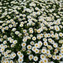 주포초등학교 이미지