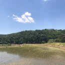 송미경 | 모내기 : 보성군 득량면 강골마을 : 똥개