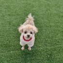 닥터정 동물병원 | 인천송도_닥터정동물병원