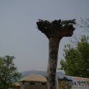순천장 이미지