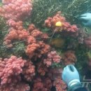 제주연안 연산호 군락지 이미지