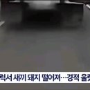 아기돼지 한마리가 트럭에서 떨어짐 이미지