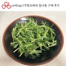 봄 제철 돌나물 구매 후기