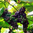 김삿갓면-23 이미지