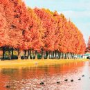 2.1km 전부가 주홍빛이라니 꼭 가봐야 할 1,300그루 메타세쿼이아 단풍 명소 이미지