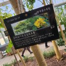 Flametree_ 이미지