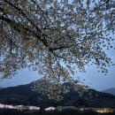 쌍계사십리벚꽃산장 | 사계절 추천 여행지 하동 쌍계사 십리벚꽃길 2026년 벚꽃시즌 방문 후기