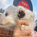 보드라미 | 대전 태평동 애견미용실 ’보드라미’ 말티푸 스포팅컷 후기