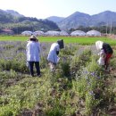 한방농장 이미지