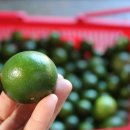 국립농산물품질관리원 제주지원 서귀포사무소 이미지