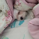 인제오개 이미지