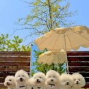플루프(floof)