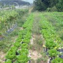 지성농장 이미지