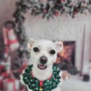 아보네 멍빌리지 이미지