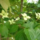 산딸나무 [Cornus kousa] 이미지