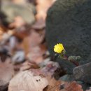 개복수초 Adonis pseudoamurensis W.T. Wang 종 이미지