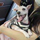 호텔스 컴도그 이미지