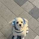 놀러왔댕 이미지