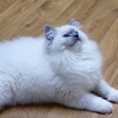 말괄냥이 이미지