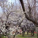 (주)원동 | 양산 원동 순매원 매화 후기 – 원동 매화축제보다 먼저 다녀온 꽃구경, 낙동강 따라 펼쳐진 매화 풍경
