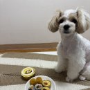 퍼스널댕댕 이미지