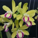 Eplc. Greenbird 'Brillant' (Lc. Pixie Gold x Epi. cordigerum) 이미지