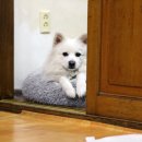 맘마수제간식 이미지