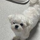 개팔자상팔자 이미지