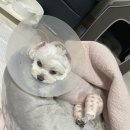 서면동물병원 | 광주광역시 반려견 슬개골 수술 전문병원 “기운내 동물병원” 후기