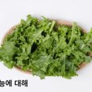 치커리 치커리 종류 이미지