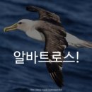 알바트로스 이미지