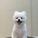 Grooming574 이미지