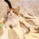 도그마루 강아지 고양이 울산점 이미지